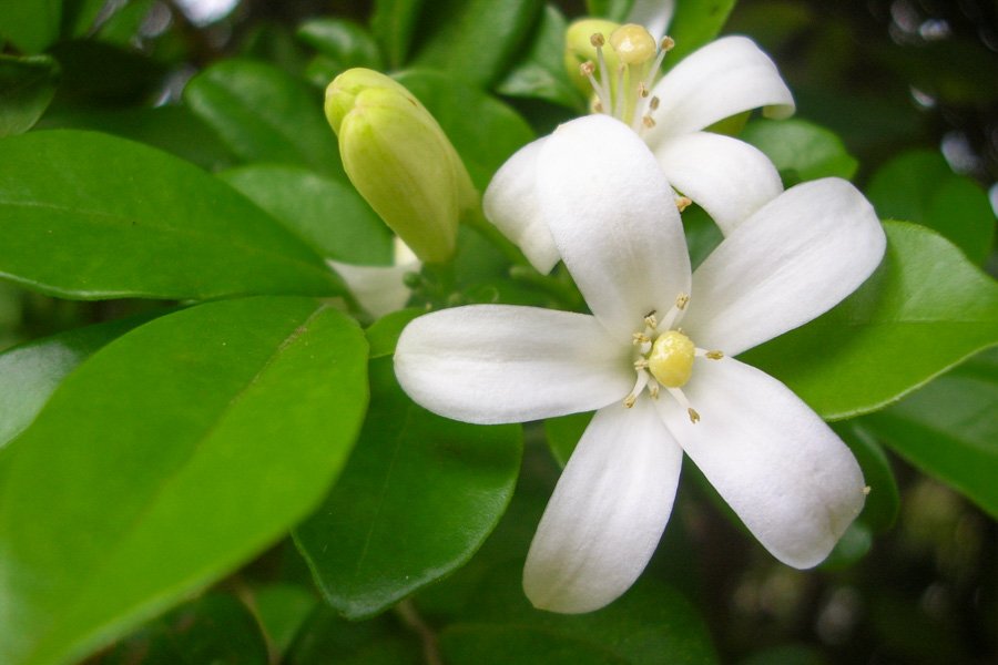 Buy Atteria Varity 03, ( Large Flowers) - Heaven's Garden